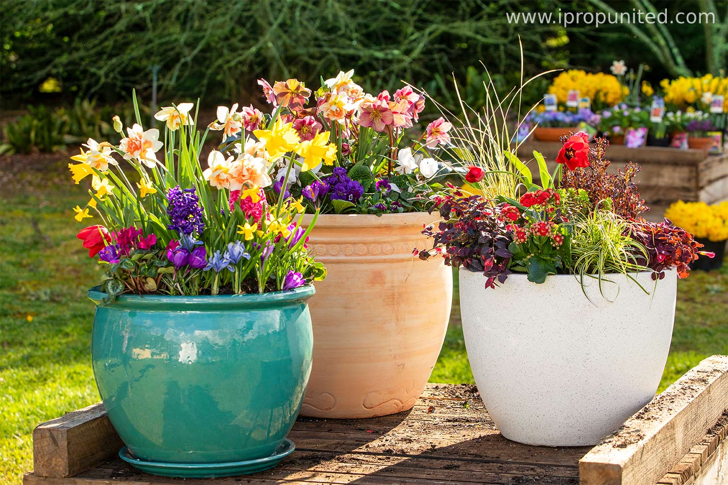 Design your own flower plots with these 5 Creative plot ideas